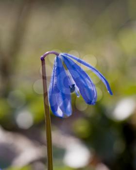 The macro of Snowdrop, shot in the forest in spring