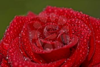 Closeup of beautiful red rose with droplets of water