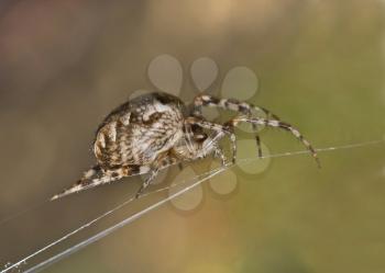 Closeup of large spider on cobweb (Shallow DOF). Useful for naturalists