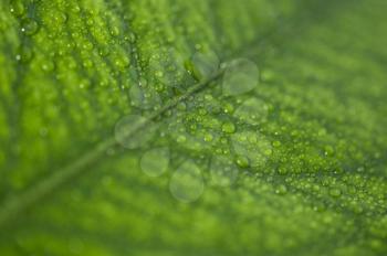 Green leaf with raindrops 