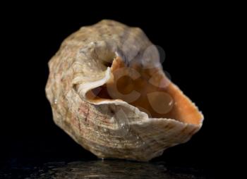 A beautifull shell of mollusk