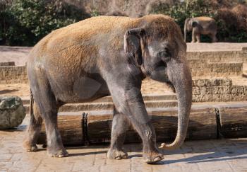 Asiatic elephant: Animal life in Asia. Elephas maximus
