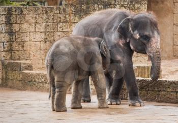 Feeding the elephant calf by female. Animal life in Asia