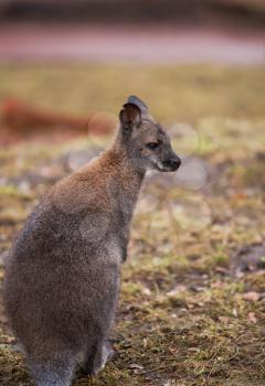 Marsupials: Wallaby in zoo. Animal life of Australia