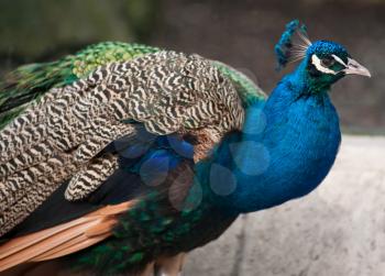 Peacock: Bird of Juno. Artistic shallow DOF. Focus on the head