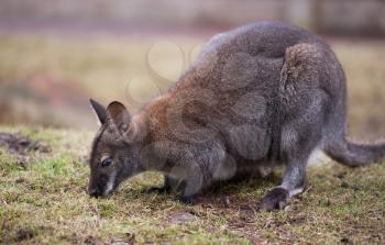 Wallaby feeding on the grass: wildlife and animals of Australia. Wallabia