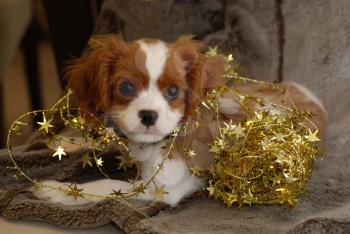 Royalty Free Photo of a Pup in Tinsel