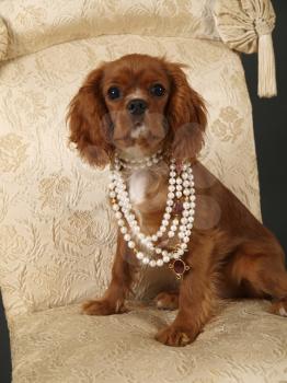 Royalty Free Photo of a Cavalier King Charles Pup Wearing Beads