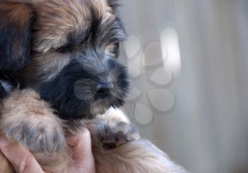Royalty Free Photo of a Wheaten Terrier Puppy