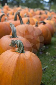 Royalty Free Photo of a Field of Pumpkins