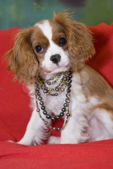Royalty Free Photo of a Spaniel Pup in Pearls