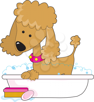 Royalty Free Clipart Image of a Poodle in a Tub