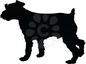 Royalty Free Clipart Image of a Schnauzer
