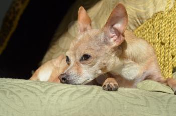 Royalty Free Photo of a Chihuahua