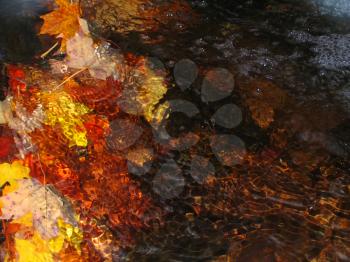 Royalty Free Photo of Autumn Leaves in Water