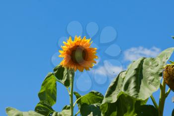 Royalty Free Photo of Sunflower
