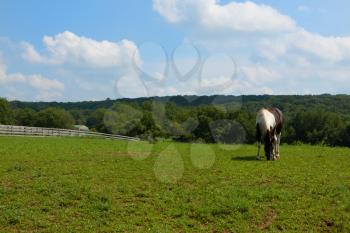 Royalty Free Photo of a Horse Grazing