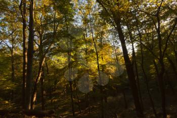 Royalty Free Photo of a Forest in Autumn