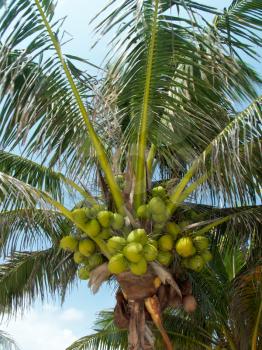 A view of the coconuts hanging on the palm tree.