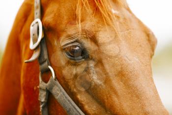 Racehorse portrait on the farm.