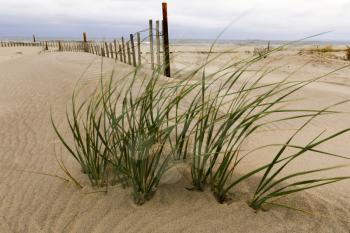 Wooden fence, grass and white sand dunes on the beach.