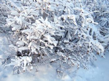 branches of bush under a snow