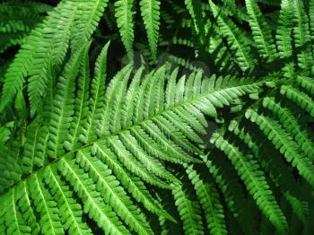 close up of fresh green fern leafs background