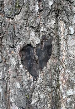 stylized love symbol on a trunk of birch