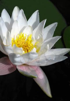 beautiful blooming white water lily (lotus) close up