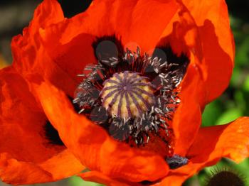 beautiful blooming red poppy flower close up