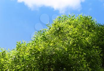 fresh green foliage on a blue sky background