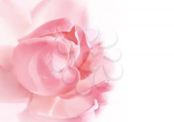 close up of gentle pink rose on white background with space for text