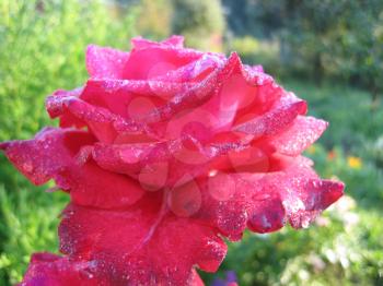 flower of rose with drops of dew in morning garden