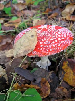 poisonous mushroom a red fly agaric