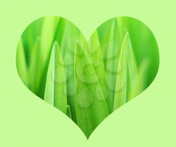 grass In love shape isolated on green background