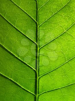 close-up of green leaf texture                                      