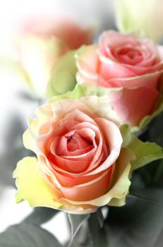 bouquet of beautiful pink roses close up