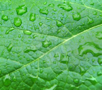 close-up of green leaf with water drops                