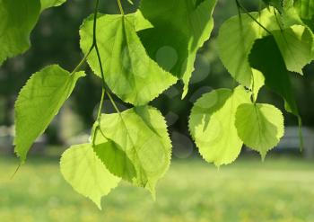 fresh green leaves of linden tree glowing in sunlight