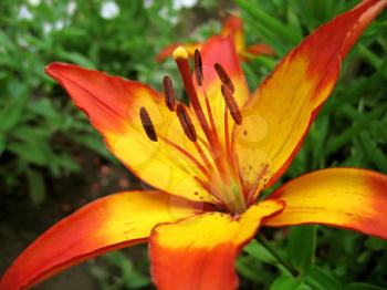 closeup picture of yellow and red lily flower