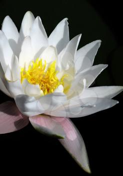beautiful blooming white water lily (lotus) on black