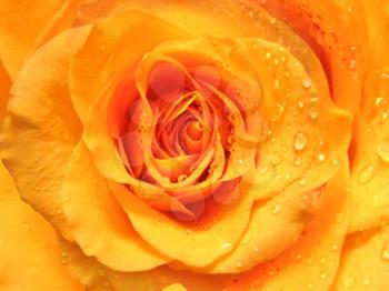 closeup of beautiful rose with water drops