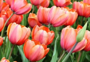close up of beautiful tulips