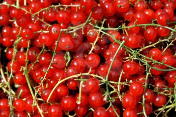 Redcurrant berries closeup background