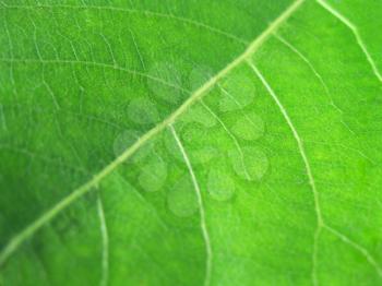 Macro of green leaf                               