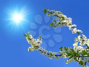 branch of blossoming tree on blue sky with sun