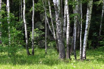 Beautiful birch trees in a summer forest