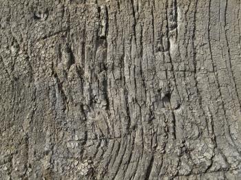 Texture of very old weathered wood                 