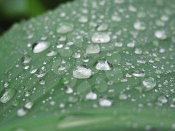 Closeup of green leaf with raindrops