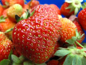 Closeup of ripe red strawberries in a blue bucket